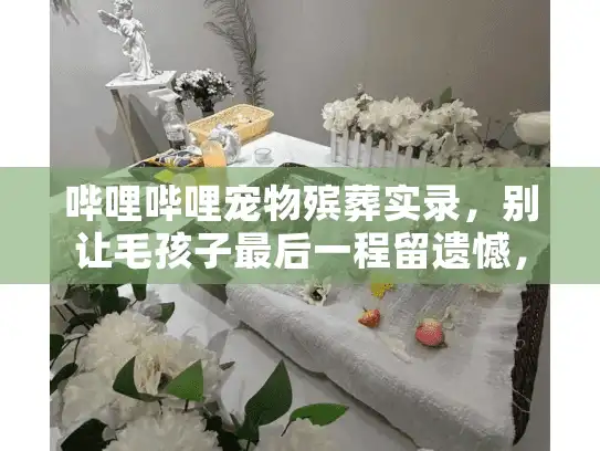 哔哩哔哩宠物殡葬实录，别让毛孩子最后一程留遗憾，避坑全解析