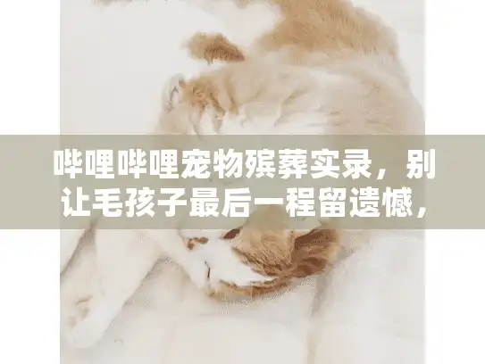 哔哩哔哩宠物殡葬实录，别让毛孩子最后一程留遗憾，避坑全解析