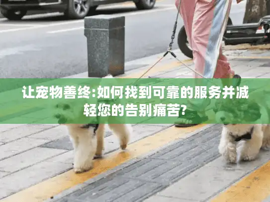 让宠物善终:如何找到可靠的服务并减轻您的告别痛苦?