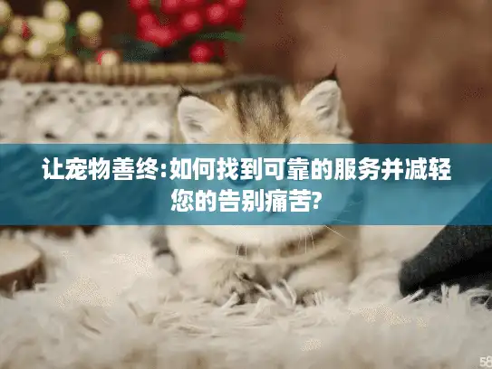 让宠物善终:如何找到可靠的服务并减轻您的告别痛苦?