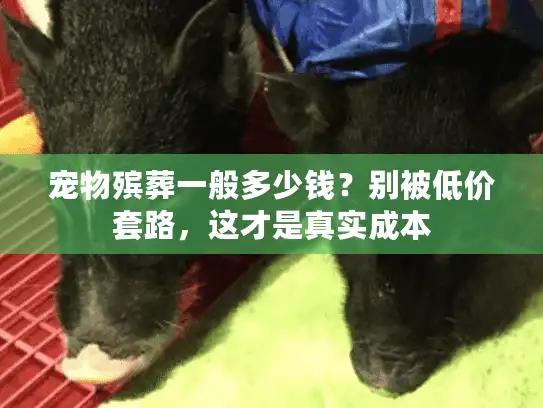 宠物殡葬一般多少钱？别被低价套路，这才是真实成本