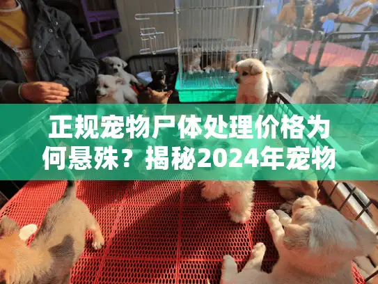 正规宠物尸体处理价格为何悬殊？揭秘2024年宠物殡葬避坑门道