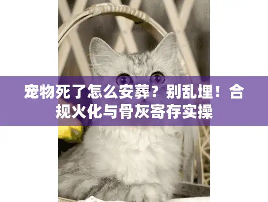 宠物死了怎么安葬？别乱埋！合规火化与骨灰寄存实操