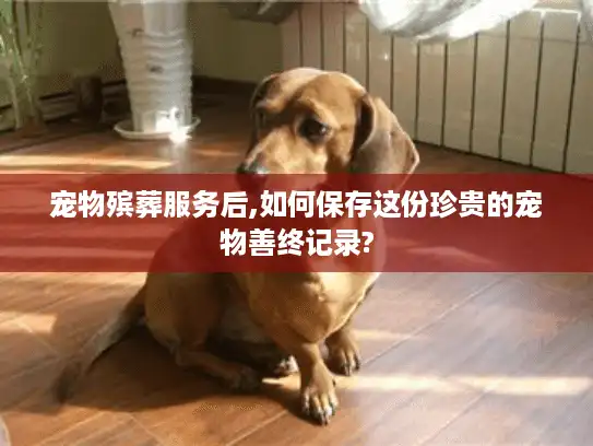 宠物殡葬服务后,如何保存这份珍贵的宠物善终记录?