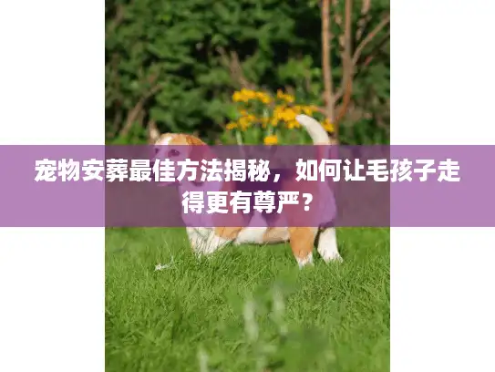 宠物安葬最佳方法揭秘，如何让毛孩子走得更有尊严？