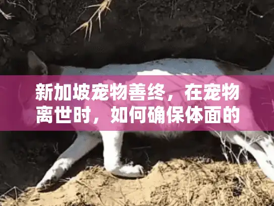 新加坡宠物善终，在宠物离世时，如何确保体面的告别服务？