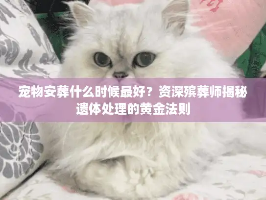 宠物安葬什么时候最好？资深殡葬师揭秘遗体处理的黄金法则