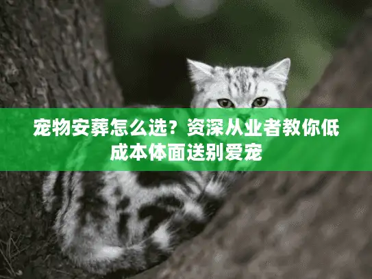 宠物安葬怎么选？资深从业者教你低成本体面送别爱宠