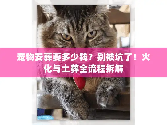 宠物安葬要多少钱？别被坑了！火化与土葬全流程拆解