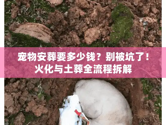 宠物安葬要多少钱？别被坑了！火化与土葬全流程拆解