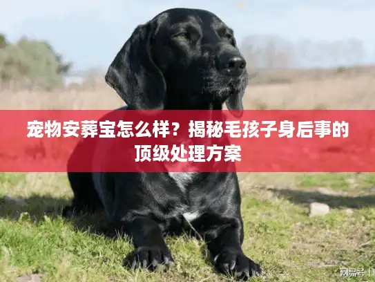 宠物安葬宝怎么样？揭秘毛孩子身后事的顶级处理方案