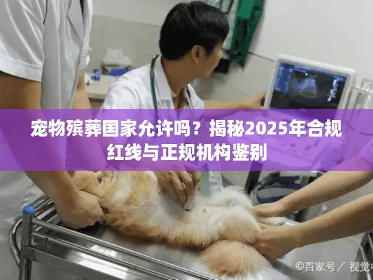 宠物殡葬国家允许吗？揭秘2025年合规红线与正规机构鉴别