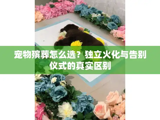 宠物殡葬怎么选？独立火化与告别仪式的真实区别