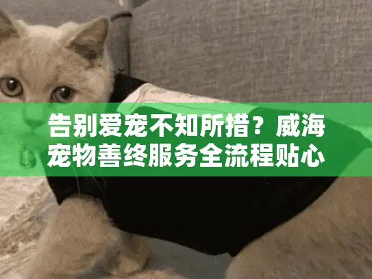 告别爱宠不知所措？威海宠物善终服务全流程贴心指南