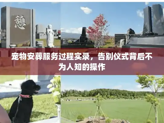 宠物安葬服务过程实录，告别仪式背后不为人知的操作