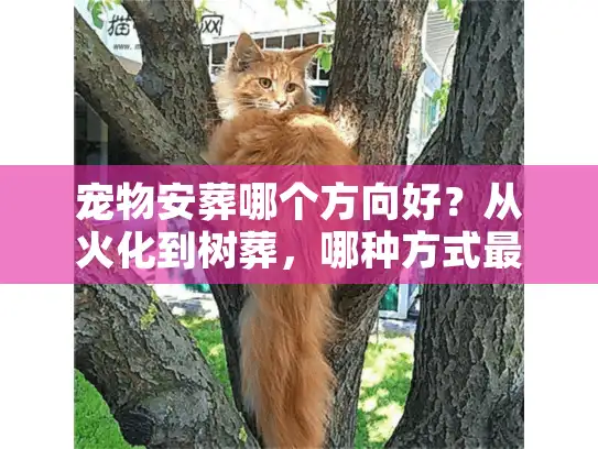 宠物安葬哪个方向好？从火化到树葬，哪种方式最不留遗憾