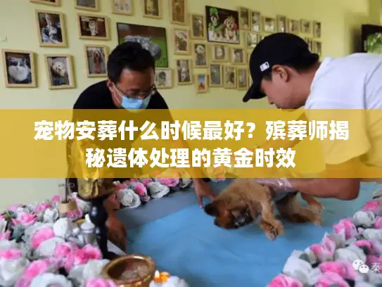 宠物安葬什么时候最好？殡葬师揭秘遗体处理的黄金时效