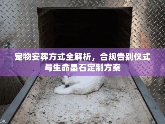宠物安葬方式全解析，合规告别仪式与生命晶石定制方案