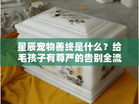 星辰宠物善终是什么？给毛孩子有尊严的告别全流程解析