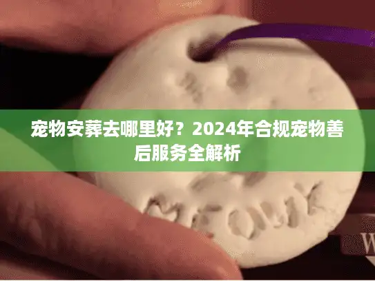 宠物安葬去哪里好？2024年合规宠物善后服务全解析