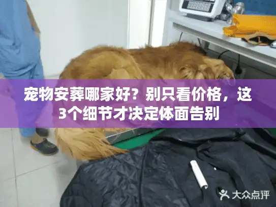 宠物安葬哪家好？别只看价格，这3个细节才决定体面告别
