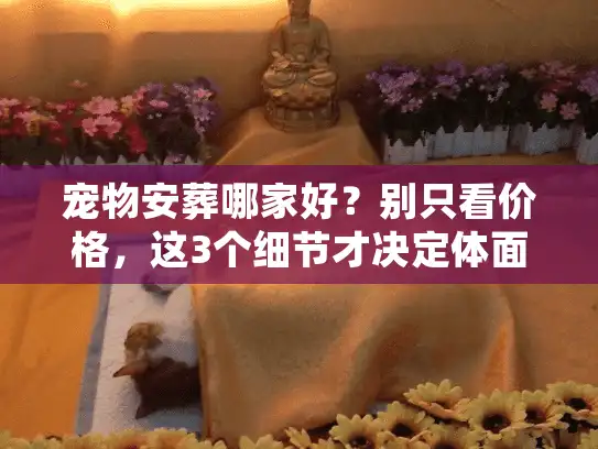 宠物安葬哪家好？别只看价格，这3个细节才决定体面告别