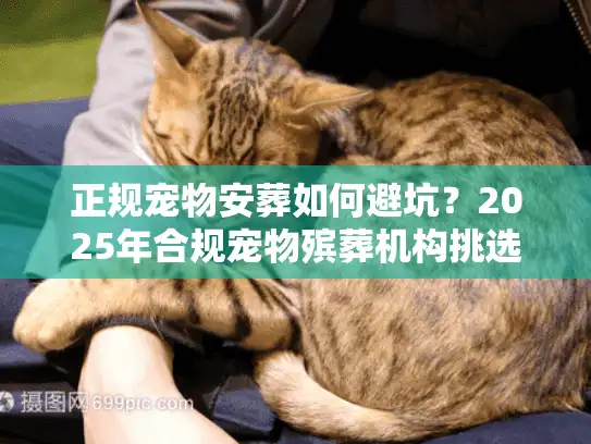 正规宠物安葬如何避坑？2025年合规宠物殡葬机构挑选与流程揭秘