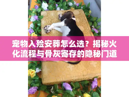 宠物入殓安葬怎么选？揭秘火化流程与骨灰寄存的隐秘门道