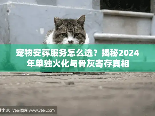 宠物安葬服务怎么选？揭秘2024年单独火化与骨灰寄存真相