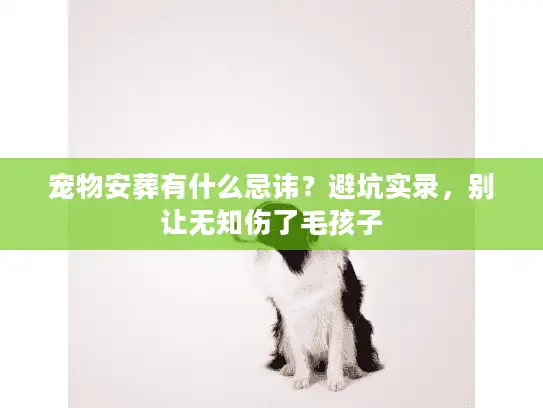 宠物安葬有什么忌讳？避坑实录，别让无知伤了毛孩子