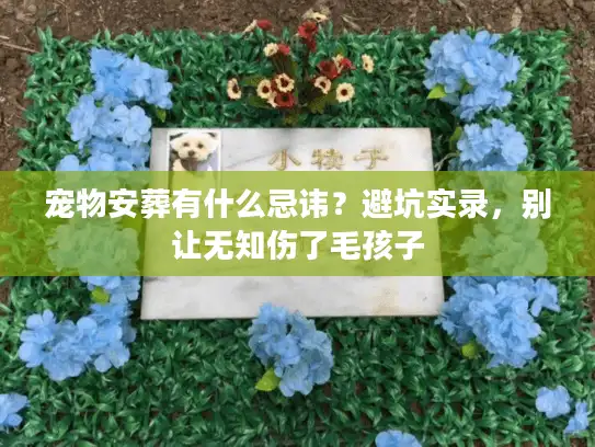 宠物安葬有什么忌讳？避坑实录，别让无知伤了毛孩子