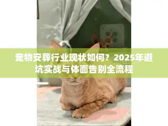宠物安葬行业现状如何？2025年避坑实战与体面告别全流程