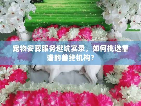 宠物安葬服务避坑实录，如何挑选靠谱的善终机构？