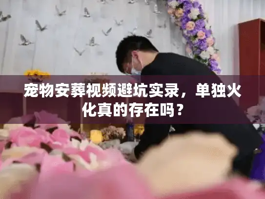 宠物安葬视频避坑实录，单独火化真的存在吗？