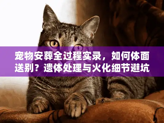 宠物安葬全过程实录，如何体面送别？遗体处理与火化细节避坑