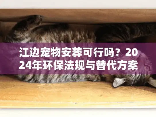 江边宠物安葬可行吗？2024年环保法规与替代方案深度剖析