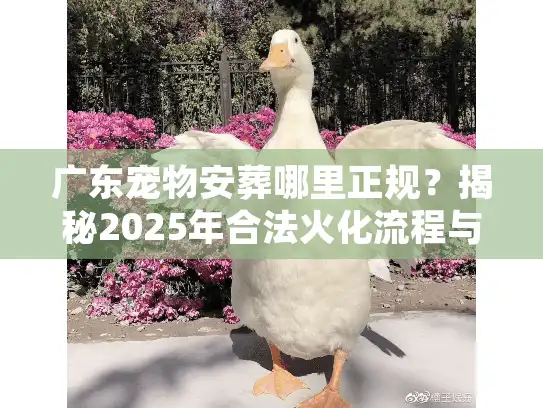 广东宠物安葬哪里正规？揭秘2025年合法火化流程与避坑