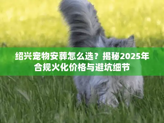 绍兴宠物安葬怎么选？揭秘2025年合规火化价格与避坑细节