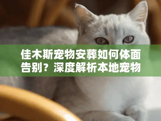 佳木斯宠物安葬如何体面告别？深度解析本地宠物火化价格与流程门道