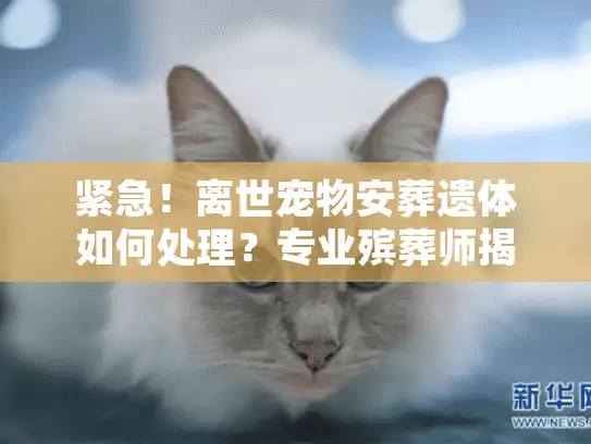 紧急！离世宠物安葬遗体如何处理？专业殡葬师揭秘流程与价格