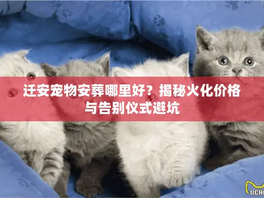 迁安宠物安葬哪里好？揭秘火化价格与告别仪式避坑