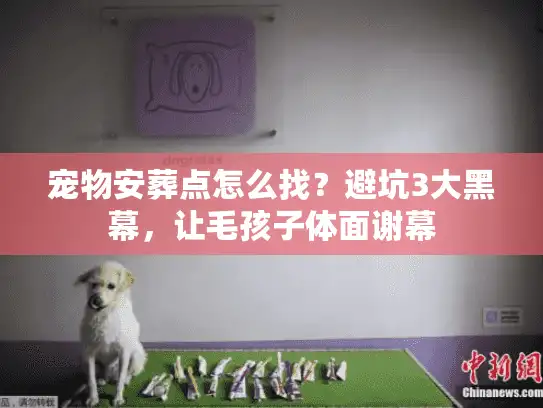 宠物安葬点怎么找？避坑3大黑幕，让毛孩子体面谢幕