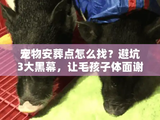 宠物安葬点怎么找？避坑3大黑幕，让毛孩子体面谢幕