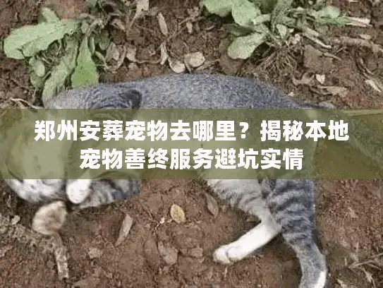 郑州安葬宠物去哪里？揭秘本地宠物善终服务避坑实情