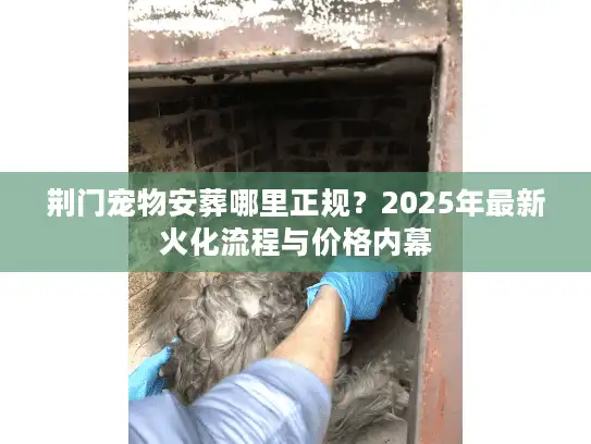 荆门宠物安葬哪里正规？2025年最新火化流程与价格内幕