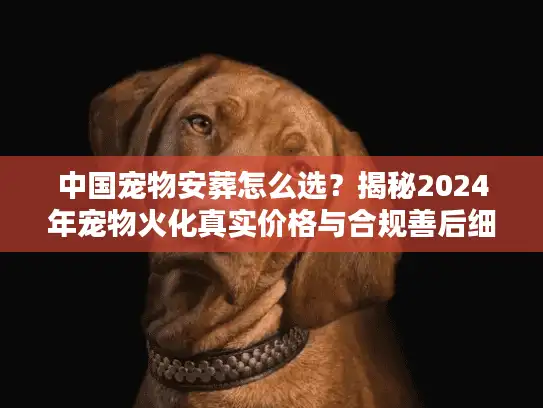中国宠物安葬怎么选？揭秘2024年宠物火化真实价格与合规善后细节