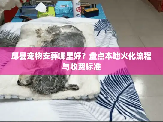 邱县宠物安葬哪里好？盘点本地火化流程与收费标准