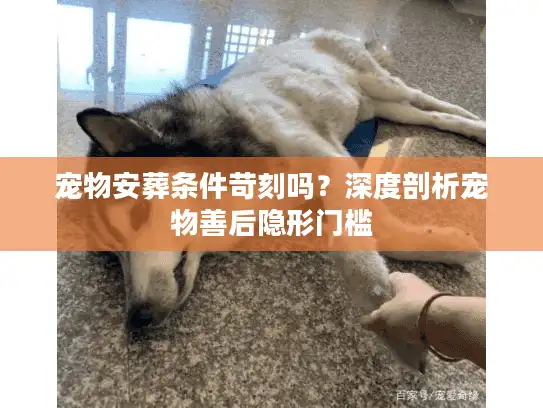 宠物安葬条件苛刻吗？深度剖析宠物善后隐形门槛