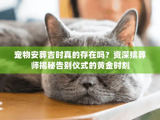 宠物安葬吉时真的存在吗？资深殡葬师揭秘告别仪式的黄金时刻