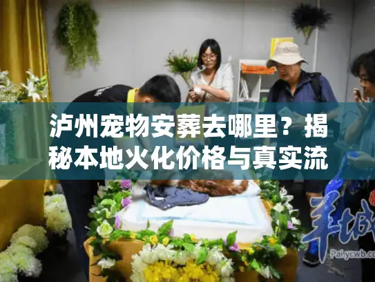 泸州宠物安葬去哪里？揭秘本地火化价格与真实流程